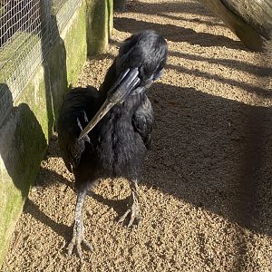 Out of Africa - Southern ground hornbill 241023