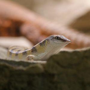 Sandfish Skink (Scincus scincus)