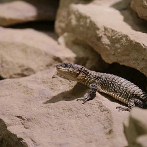 East African armadillo lizard (Cordylus tropidosternum)