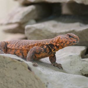 Sahara Mastigure (Uromastyx geyri)