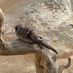 Desert House- Namaqua Dove 241023