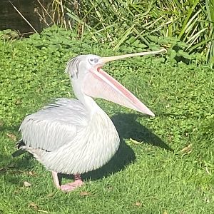 Pink-backed pelican 241023