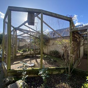 Out of Africa - Western plantain-eater and Blacksmith lapwing aviary 241023