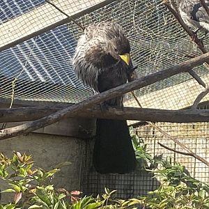 Out of Africa - Western plantain-eater 241023