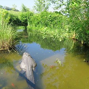 Tropical House - Alligators outside