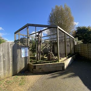 Out of Africa - Mixed aviary 241023