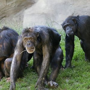 Chimpanzees