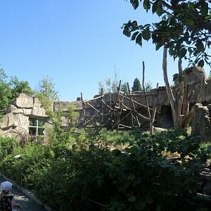 Chimpanzees - right outside enclosure