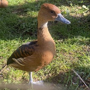 Out of Africa - Fulvous whistling duck 241023