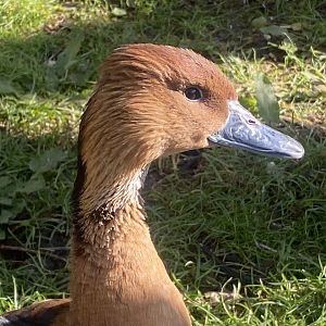Out of Africa - Fulvous whistling duck 241023