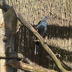 Out of Africa - Red-winged starling 241023