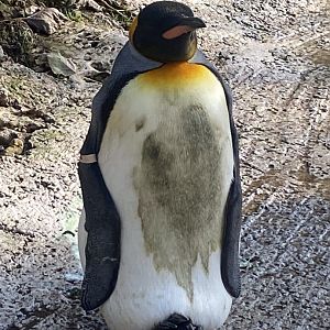 King penguin 241023