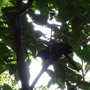 Greater coucal (Centropus sinensis intermedius)