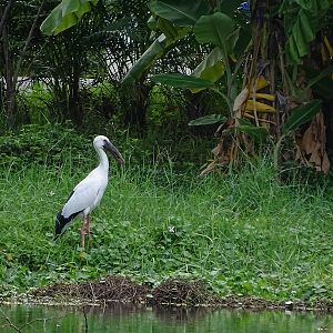 Asian open-bill (Anastomus oscitans)