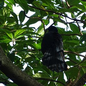 Asian koël (Eudynamys scolopaceus malayanus), male