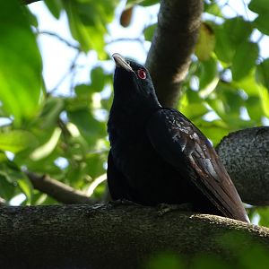 Asian koël (Eudynamys scolopaceus malayanus), male