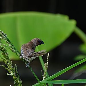 Scaly-breasted munia (Lonchura punctulata topela)