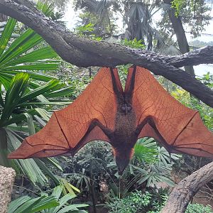 Large Flying Fox (Pteropus vampyrus)