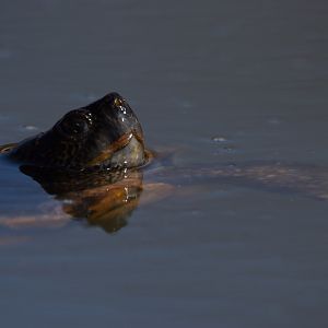 Pond turtle ID
