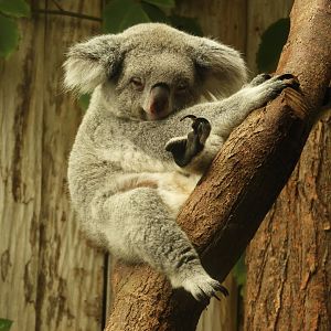 [2019] Koala