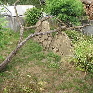 [2019] Dwarf mongoose enclosure