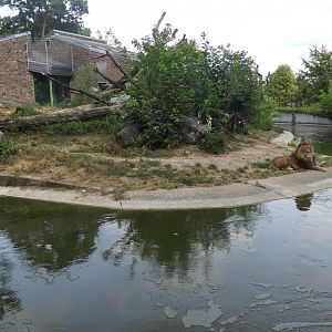 [2019] Lion enclosure