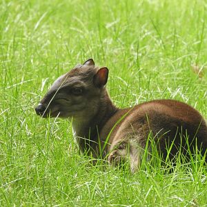 [2019] Blue duiker
