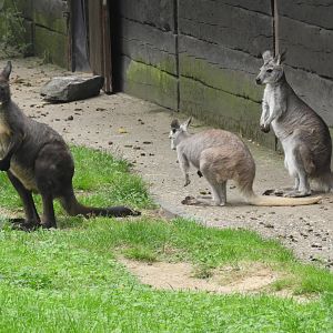 [2019] Wallaroo