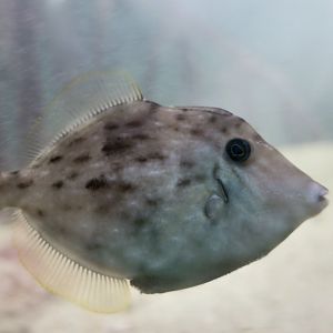 Planehead Filefish (Stephanolepis hispidus)