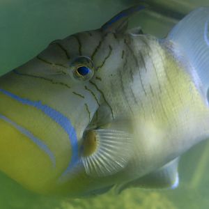 Queen Triggerfish (Balistes vetula)