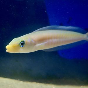 Sand Tilefish (Malacanthus plumieri)
