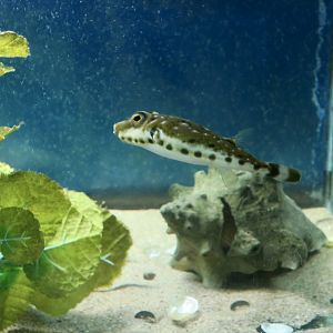 Bandtail Puffer (Sphoeroides spengleri)