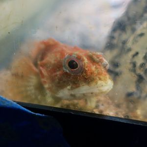 Shorthorn Sculpin (Myoxocephalus scorpius)