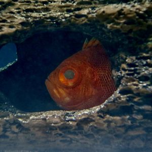 Short Bigeye (Pristigenys alta)