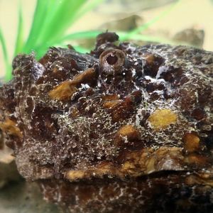 Reef Stonefish (Synanceia verrucosa)