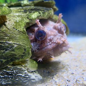 Gulf Toadfish (Opsanus beta)