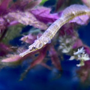 Northern Pipefish (Syngnathus fuscus)