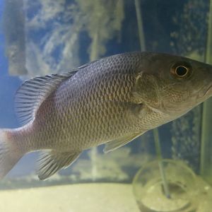 Gray Snapper (Lutjanus griseus)