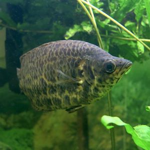 Leopard Bushfish (Ctenopoma acutirostre)