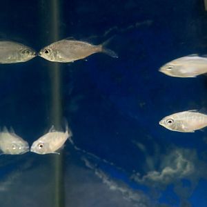 Jenny Mojarra (Eucinostomus gula)