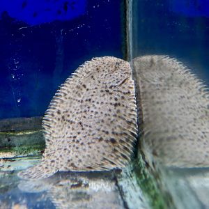 Hogchoker (Trinectes maculatus)