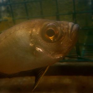 Glasseye (Heteropriacanthus cruentatus)