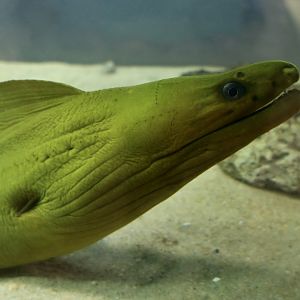 Green Moray (Gymnothorax funebris)