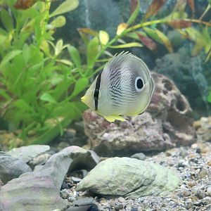 Foureye Butterflyfish (Chaetodon capistratus)