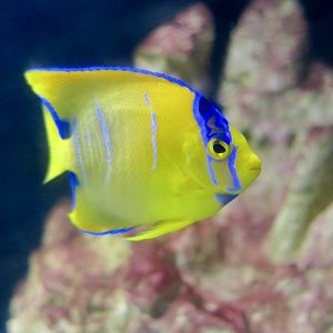 Bermuda Blue Angelfish (Holacanthus bermudensis) juvenile
