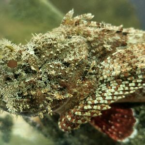 Spotted Scorpionfish (Scorpaena plumieri)