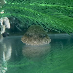 Skilletfish (Gobiesox strumosus)