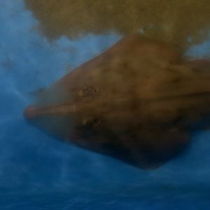 Shovelnose Guitarfish (Pseudobatos productus)