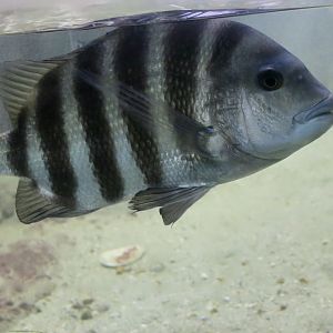 Sheepshead (Archosargus probatocephalus)