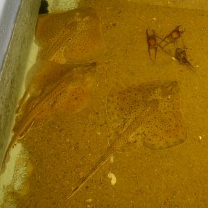 Little Skates (Leucoraja erinacea) and egg cases